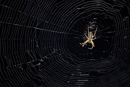 Photo workshop includes macro photography and close-ups