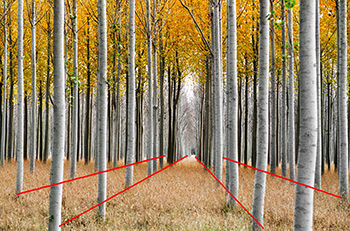 poplars-with-lines-350
